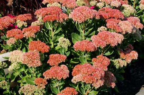 sedum autumn joy plants